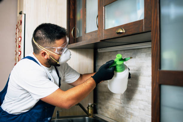 Best Local Pest Control Services  in Kingsland, GA