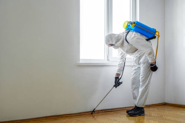 Flea Control Services in Kingsland, GA