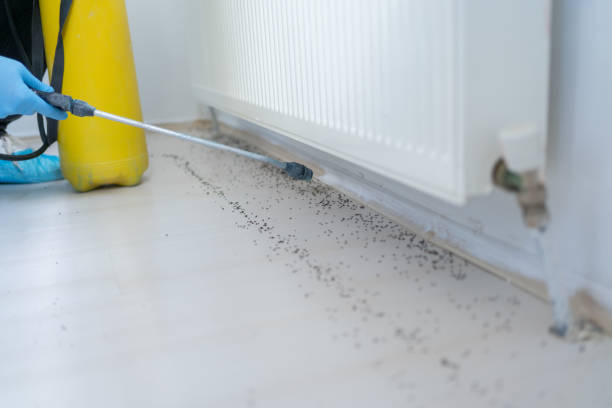 Trusted Kingsland, GA Pest Control Experts